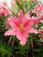 [4317 Purple Hype GA No02.JPG]